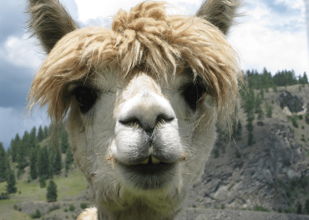 20 Examples of Therapy Animals That Aren't Dogs Stacker